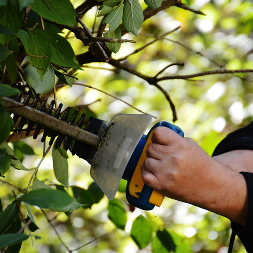 Gartenarbeit im Monat Juli